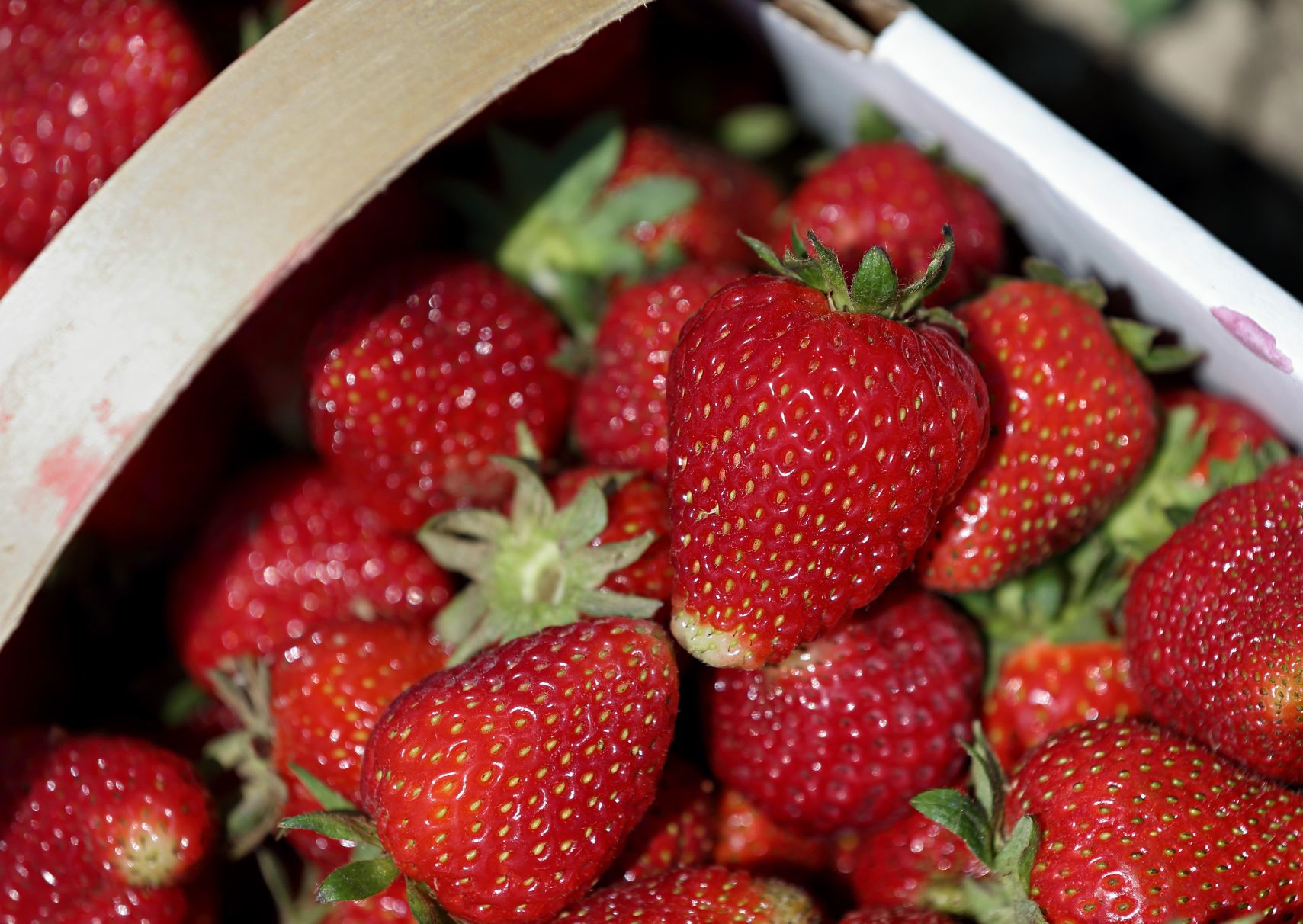 Strawberry picking season